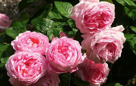 Constance Spry, David Austin's first-ever 'English' rose, went on sale in 1961 and remains a favourite to this day Rose Foto, Scent Garden, Rose Trellis, Fragrant Roses, Heirloom Roses, Garden Shrubs, Light Pink Rose, Rose Fragrance, Summer Romance