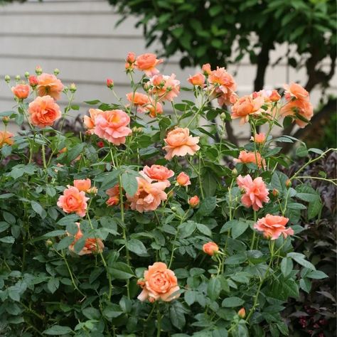 AT LAST® Rose - Proven Winners ColorChoice Flowering Shrubs At Last Rose Landscape, At Last Rose, Prime Rose, Deer Proof Plants, Rose Fertilizer, Landscaping With Roses, Knockout Roses, Shade Shrubs, Rose Scent