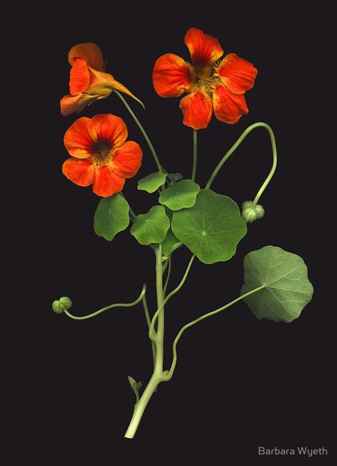 Nasturtium by Barbara Wyeth Nasturtium Print, Front Yard Garden Ideas, Easy Landscaping Ideas, Yard Garden Ideas, Tropaeolum Majus, Flor Tattoo, Pisces Virgo, Aesthetic Garden, Easy Landscaping