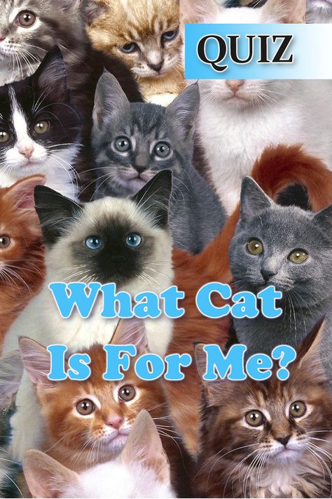 This quiz will reveal which cat breed is best for your personality. #quiz #cat #catquiz #quizzes Different Types Of Cats Breeds, What Cat Am I Quiz, What Cat Are You, Cutest Cat Breeds, Cat Types, Types Of Cats Breeds, Dog Quiz, Fluffy Cat Breeds, Cat Breeds Chart