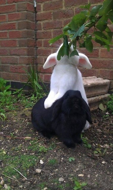 Bunny Pics, Two Rabbits, Fluffy Things, Club Photos, Animal Spirit, Kawaii Bunny, Cabbages, Bunny Pictures, Favorite Animals