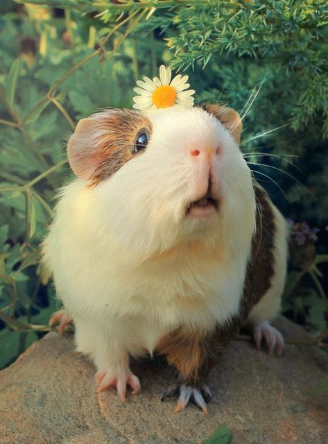 Guinea Pig, Guinea Pigs, Pigs, White