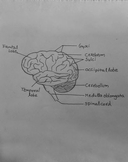 DRAW IT NEAT: How to draw human brain Science Drawings Biology, Science Diagrams Biology, Brain Diagram Class 10, Brain Diagram Drawing, Brain Diagram Anatomy, How To Draw A Brain, Diagram Of Brain, Brain Drawing Simple, Human Brain Drawing