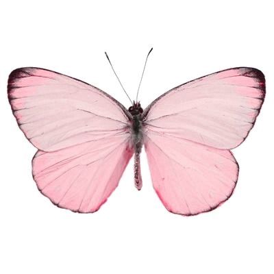 Vintage Png, Pink Theme, Pink Butterfly, On Tumblr, We Heart It, Pastel, Lost, Candy, Tumblr