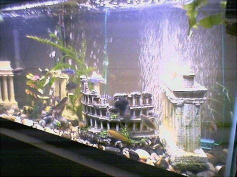 Aquarium Decor Ideas, Turtle Tanks, Home Design Architecture, Fish Tank Ideas, Best Home Design, Pet Things, Turtle Tank, Aquarium Terrarium, Simple House Design