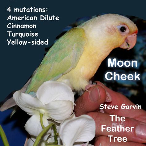 Green-Cheeked Conure mutation colors prediction tables by The Feather Tree/ Steve Garvin Moon Cheek Conure, Indoor Aviary, Timneh African Grey, Pineapple Conure, Congo African Grey, Conure Bird, Beautiful Parrots, Cats Adorable, Bird Lady