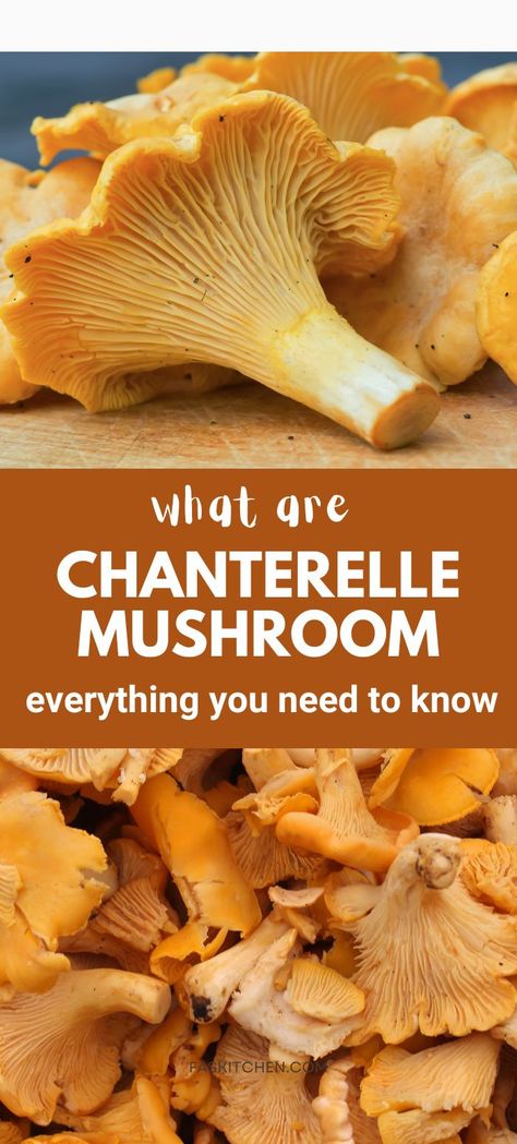 Pin featuring chanterelle mushrooms in the forest and on a plate. Highlights their culinary uses and delicious flavor. Perfect for mushroom enthusiasts and home cooks looking to try something new. #ChanterelleMushrooms #Cooking #Foodie Chanterelle Mushroom Recipes, Chanterelle Recipes, Wild Mushroom Recipes, Edible Wild Mushrooms, Chanterelle Mushrooms, Wild Food Foraging, Storing Fruit, Vegetable Benefits, Root Veggies