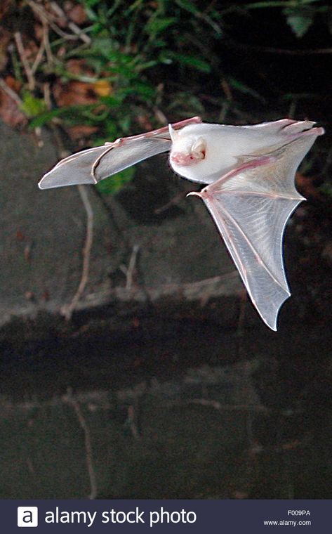 Bat Photography, Albino Bat, Bats Cute, White Bats, Melanistic Animals, Rare Albino Animals, Animal Aesthetic, Ghost Bat, Albino Animals