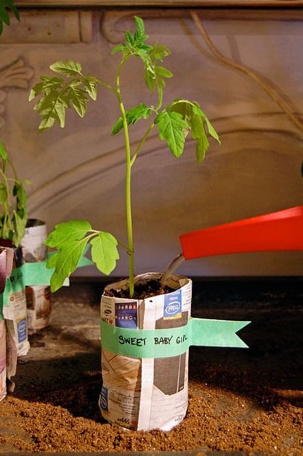 Tomato Seedlings. 10 varieties to try. |The Art of Doing Stuff Tomato Pot, Heirloom Tomato Plants, Hardening Off Seedlings, Tomatoes In Containers, Spring Crops, Types Of Tomatoes, Fall Crop, Tomato Seedlings, Growing Tomatoes In Containers