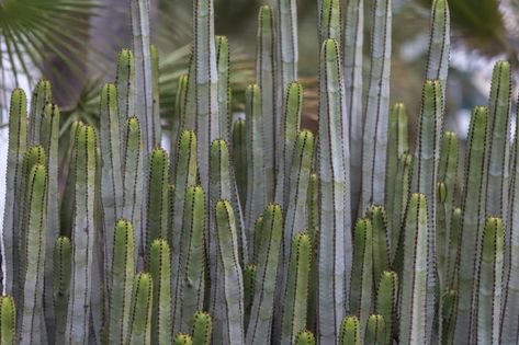 Plants To Grow Indoors, Large Cactus, Indoor Cactus Plants, Golden Barrel Cactus, Cactus Indoor, Indoor Cactus, Cactus For Sale, Organ Pipe Cactus, Tall Cactus