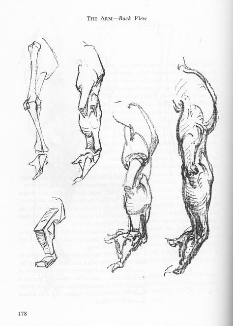 George Bridgman, Drawing From Life, Body Part Drawing, Human Anatomy Art, Human Drawing, Anatomy Sketches, Body Reference Drawing, Drawing Studies, Figure Sketching