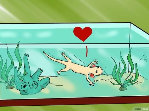 Image titled House a Pet Axolotl Step 12 Axolotl Tank Ideas, Pet Axolotl, Axolotl Care, Axolotl Tank, Holistic Dog Care, Reptile House, Cottage Witch, Reptile Tank, American Girl Doll Diy