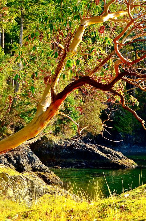 Madrona Tree, Arbutus Tree, Weird Trees, Trees Photography, Smile Wallpaper, Summer Painting, Landscape Photography Nature, Tree Photography, 수채화 그림