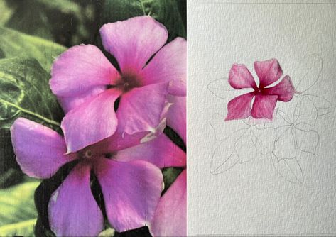 Periwinkle flowers using watercolor painting. Periwinkle Flower Painting, Periwinkle Painting, Periwinkle Drawing, Periwinkle Flower, Periwinkle Flowers, Saree Painting Designs, Saree Painting, Painting Designs, Diy Canvas Art Painting