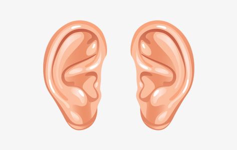 Ear Images, Ear Picture, Auditory Processing Disorder, How To Draw Ears, Cartoon Ears, Auditory Processing, Basic Anatomy And Physiology, Strange Facts, Bathroom Remodel Pictures