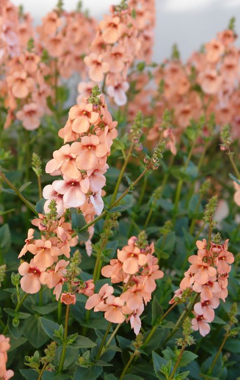 Peach Perennial Flowers, Peach Flowers Garden, Apricot Colored Flowers, Diascia Flower, Matched Series, Acer Garden, Apricot Garden, Apricot Flowers, Front Yard Flowers