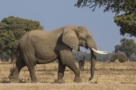 Side view of African Elephant bull walking. With Common Waterbuck in the backgro , #AFF, #African, #Elephant, #Side, #view, #bull #ad Elephant Side Profile, African Elephant Photography, Elephant Side View, Aesthetic Elephant, Elephant Aesthetic, Forest Elephant, Drawing Elephant, Elephant Habitat, African Forest