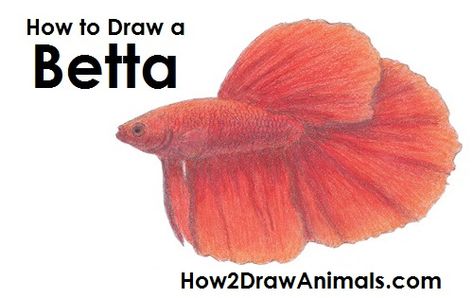 How to Draw a Betta Fish Fighter Fish Drawing, Fighter Fish, Animal Tutorial, Drawing Instructions, Fish Drawing, Drawing Step By Step, Fishing Kit, Drawing Step, Fish Drawings