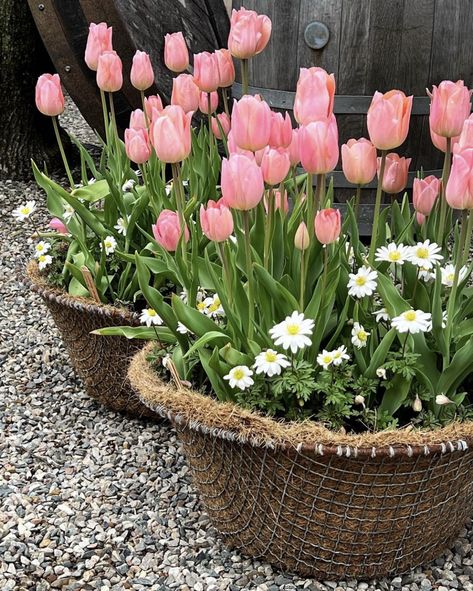 Small Tulip Garden, Tulip Container, Tulips In Basket, Container Tulips, Maximalist Flowers, Plan 2025, Garden Flat, Project 2025, Tulip Garden