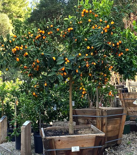 Tattoos Plants, Plants Tattoo, Plant Bedroom, Fruit Trees In Containers, Plant Tattoos, Kumquat Tree, Planting Garden, Citrus Tree, Yummy Fruit