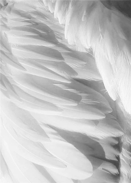 Feathers Aesthetic, Swan Wings, Dove Wing, Angelic Aesthetic, Swan Love, Feather Wallpaper, White Angel Wings, Zodiac Academy, Angel Feathers