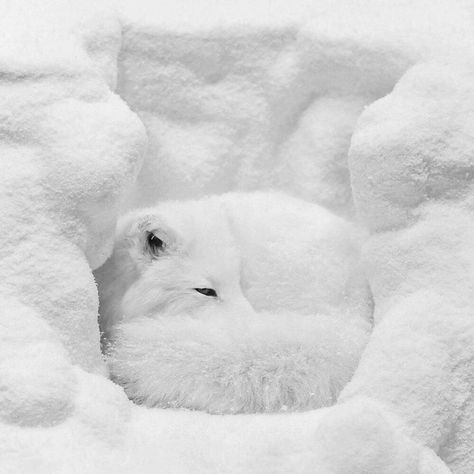 Simple is Beautiful on Instagram: “photography by Hisao Kanno @hisao.kanno #hisaokanno #simpleisbeautifulphotography #photography #art #photographer #photographyart #artwork…” Arctic Fox Sleeping, Volpe Artica, Arctic Foxes, Arctic Animals, Arctic Fox, White Blanket, White Dog, Wild Dogs, Cute Fox