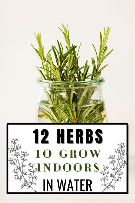 Herbs In The Kitchen, Horticulture Therapy, Herb Growing, Mosquito Plants, Growing Herbs Indoors, Gardening Trends, Best Indoor Plants, Indoor Herb Garden, Air Purifying Plants