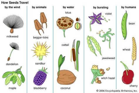 seed dispersal Seed Diagram, Plant Adaptations, Biology Plants, Plants Unit, Seed Dispersal, Primary Science, Plant Science, Kindergarten Science, School Garden