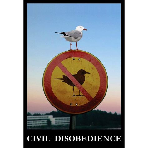 Rebellious Seagull postcard.  Bird defying authority, demonstrating Civil Disobedience. When gulls are outlawed....  Silent protest is where it all begins.  Where will it end? Funny Signs, Perfectly Timed Photos, Funny Road Signs, Funny Warning Signs, Church Signs, Pet Signs, Road Signs, Street Signs, Warning Signs
