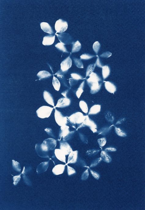 An original signed Cyanotype art print. Due to the nature of this process, this is a one of a kind artwork. Paper: 300g/m acid free / cold pressed watercolour paper / size 5.5x8.5" This print is for sale hinge mounted & unframed. Mount aperture approx 5X7" / Mount size 8x10". Please note - hinge mounting allows your print to breathe and contract, according to environmental conditions, it also allows you to easily remove the print from the mount should you wish. The supplied mount will fit in a 1 Cyanotype Flowers, White And Purple Tulips, Cyanotype Paper, Cyanotype Ideas, Pressed Hydrangea, Cyanotype Art, Cyanotype Process, Cyanotype Print, Sun Prints