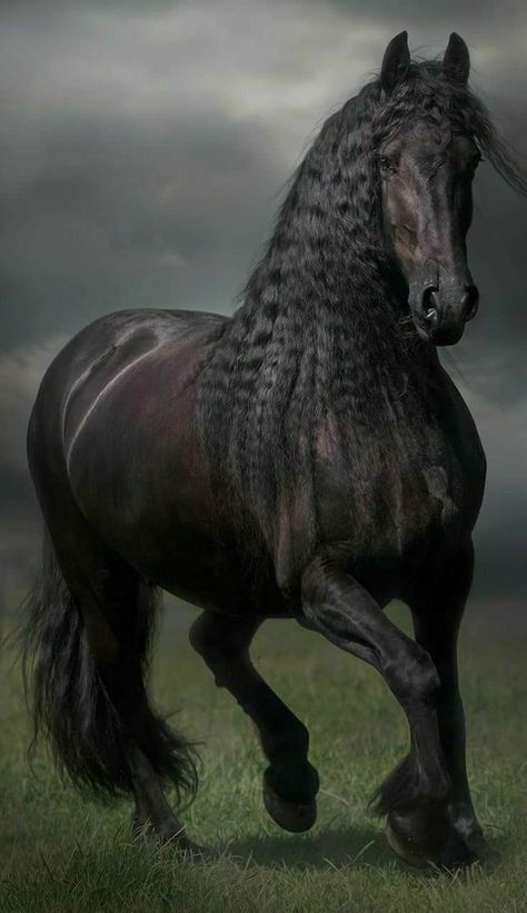 Friesian Stallion, Show Jumping Horses, Black Horses, Most Beautiful Horses, Friesian Horse, Nice Weekend, Majestic Horse, Underwater Creatures, Equine Photography