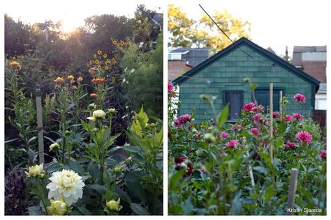 Flower Farming, Grow Flowers, Succession Planting, Herb Farm, Bloom Where Youre Planted, Backyard Flowers, Market Garden, Flower Farmer, Wildflower Garden