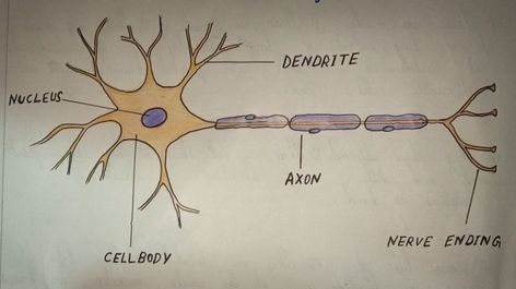 Tissue Diagram, Neuron Diagram, Nervous Tissue, Science Diagram, Science Diagrams, Cell Diagram, Project Work, Human Being, Neuroscience