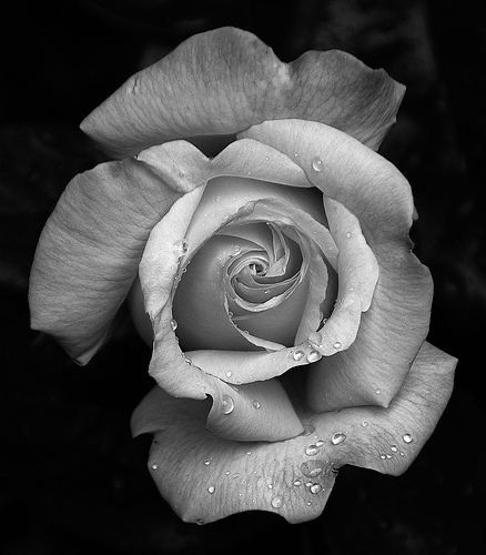 Black And White Rose Tattoo, White Rose Tattoos, Rose Reference, Rose Drawing Tattoo, Black And White Roses, Flower References, Flower Reference, Realistic Rose, Rose Tattoo Design