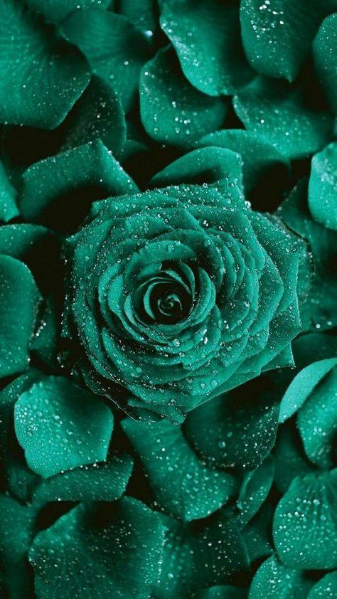 Green Inspo, Rose Flower Photos, Green Roses, Rare Roses, Rose Flower Wallpaper, Flower Wallpapers, Green Queen, Dark Green Aesthetic, Flower Iphone Wallpaper