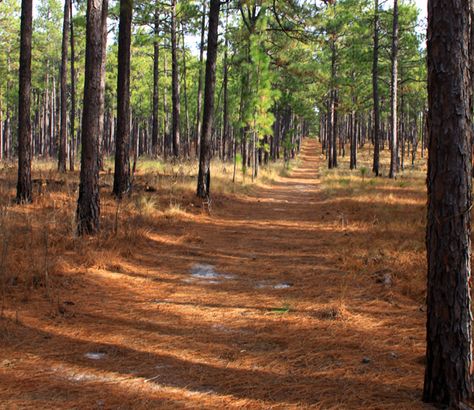 Southern pine Longleaf Pine, Pine Trees Forest, Southern Pine, Southern Gothic, Gothic Horror, Au Naturale, John Muir, Pine Forest, Tree Farms