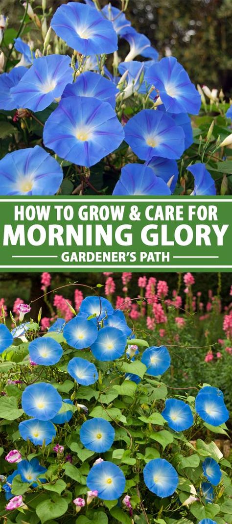 Morning Glory Arbor, Morning Glories Trellis, Planting Morning Glory Seeds, Pictures Of Morning Glories, Morning Glories Flowers, Morning Glory Planting Ideas, Morning Glory Planter Ideas, How To Grow Morning Glories From Seeds, Morning Glory Trellis Ideas Diy