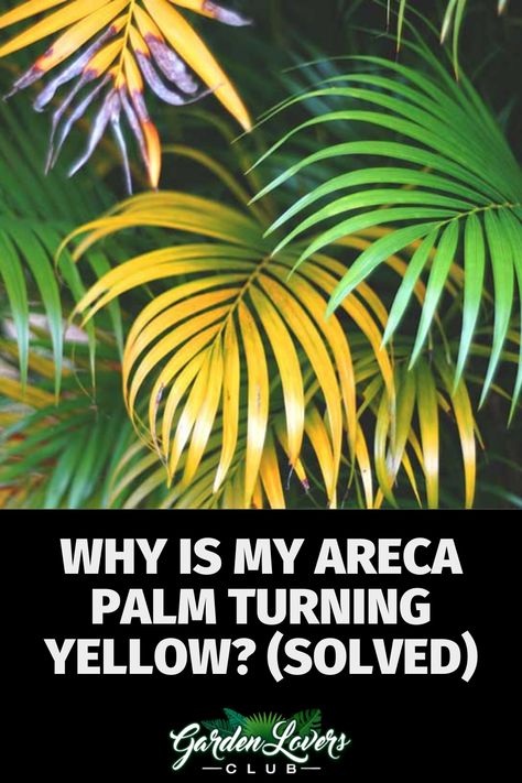 Areca palms are beautiful plants that can tower up to 30 feet tall with proper care, maintenance, and space. Despite having the nickname “yellow palm,” areca plants should not have yellow leaves. If your areca palm is turning yellow, you need to act quickly to prevent further damage to your plant. Palmas, Areca Palm Outdoor Landscape, Palm Plants Outdoor, Areca Palm Care, Areca Palm Indoor, Palm Plant Care, Palm Tree Care, Palm House Plants, Plant Leaves Turning Yellow