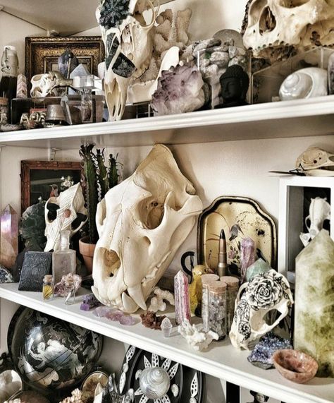 Oddities Display Ideas, Roman Room Decor, Oddities And Curiosities Aesthetic, Bone Collection Aesthetic, Vulture Culture Room, Bone Aethstetic, Bone Shelf, Gremlincore Room, Vulture Culture Aesthetic