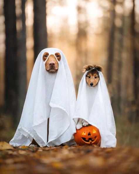 Halloween Pictures With Dogs, Halloween Costumes To Match Dog, Dog Halloween Picture Ideas, Cute Halloween Dog Costumes, Dog Pumpkin Photoshoot, Dog Photo Shoot Ideas Pet Photography, Halloween Photoshoot With Dog, Halloween Dog Photography, Pet Halloween Photoshoot