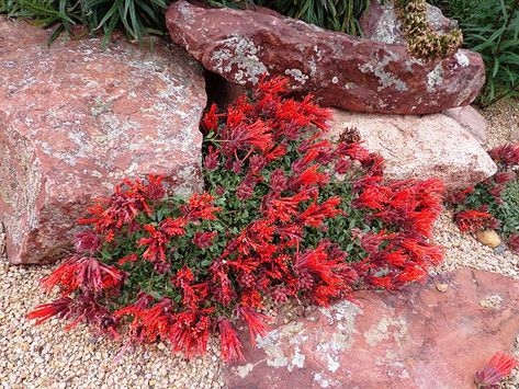 Monardella macrantha 'Marian Sampson' (Marian Sampson hummingbird trumpet mint) - City of Fort Collins Rabbit Resistant Plants, High Country Gardens, Drought Tolerant Perennials, Denver Botanic Gardens, Rock Garden Plants, Best Perennials, Country Gardens, Sustainable Garden, How To Attract Hummingbirds