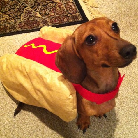 Dog Costume, Dachshund