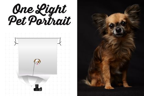 Pet Photography Tips | One-Light Pet Portraits With A Leibovitz Staple Dog Photography Studio, Pet Photography Business, Pet Photography Studio, Pet Photography Tips, Photography Set Up, Photography Lighting Setup, Puppy Photography, Custom Pet Art, Studio Photography Lighting