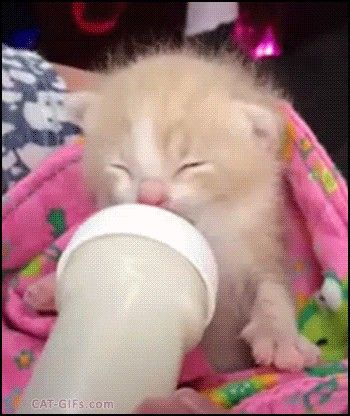 Drinking Milk, Kitten Gif, Closed Eyes, Cute Kitty, Milk, Gif, Kitty