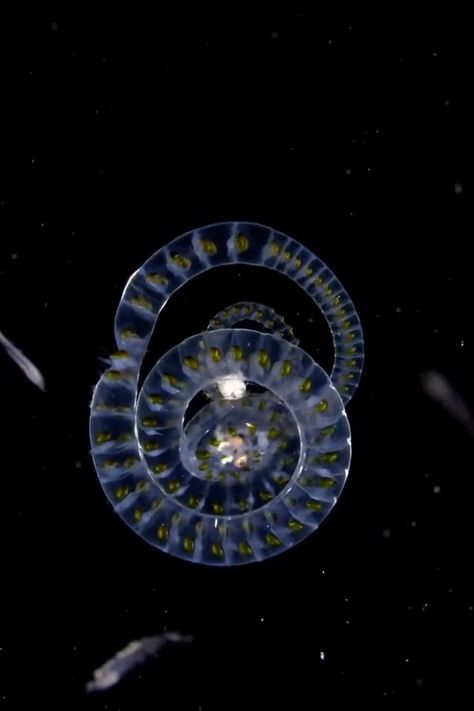 Deep Sea Animals, Sea At Night, Deep Sea Life, Sea Video, Bawah Air, Video Nature, Deep Sea Creatures, Animals Amazing, Beautiful Sea Creatures