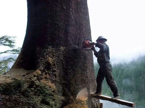 Springboard in Alaska Logging Aesthetic, Lumberjack Aesthetic, Logging Industry, Mexican Heritage, Log In, Old Trees, Lumberjack, Lumber, Tree Art