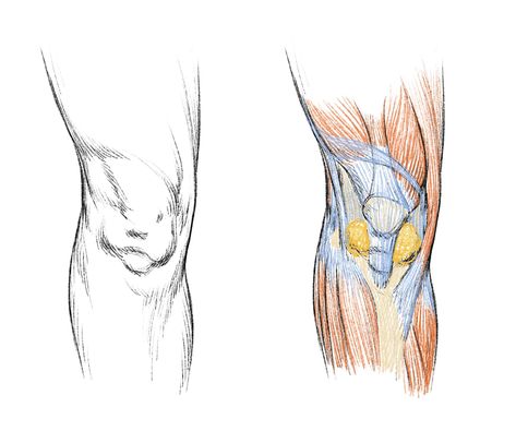 Baby Face Knees, Knee Muscles Anatomy, Knee Drawing, Knee Anatomy, Dragon Punch, Leg Anatomy, Human Muscle Anatomy, Anatomy Sculpture, Human Anatomy Art