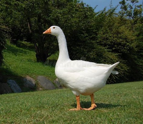 White Geese Photography, Nature, Goose Reference Photo, Duck Side Profile, Goose Reference, Goose Photography, Geese Photography, Medieval Farm, Duck Pictures