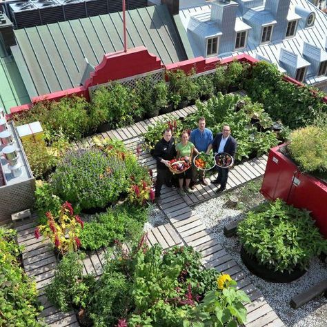 Rooftop Garden Urban, Green Roof Garden, Roof Garden Design, Rooftop Terrace Design, Urban Agriculture, Earthship, Rooftop Garden, Community Gardening, Roof Garden