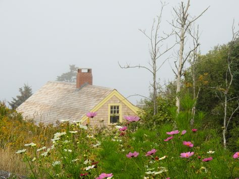 Photo from the archives: Monhegan, Maine - Flowers & Fog! Maine Flowers, Flowers Quilt, Maine Cottage, Flowers Blooming, The Fog, Magical Places, Light Show, Stunning View, Wedding Things